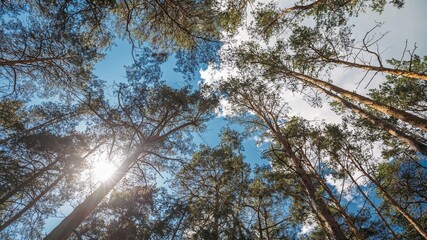 Set. Looking Up In Oine Coniferous Forest Trees Woods To Canopy. Bottom View Wide Angle Background. Old Greenwood Forest. Marsh wetland.