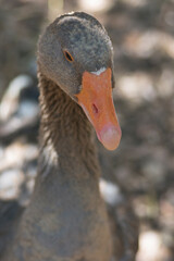 Portrait of a Graylag goose (Anser anser) with an orange eye