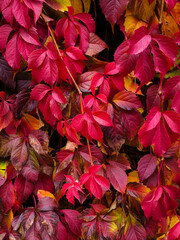 vertical plant background: red and burgundy leaves of autumn ivy on the wall in the park close-up