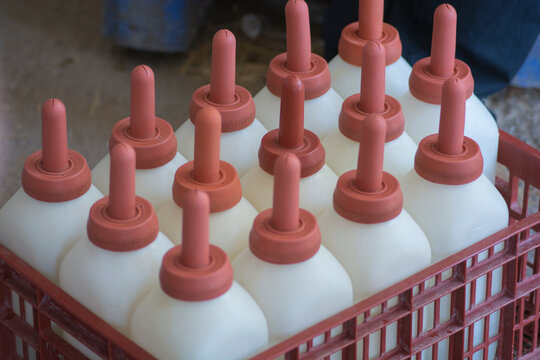 A box of calves feeding bottles, made of plastic with rubber nipples 