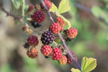 Dewberries ,closely related to the blackberries, small brambles with aggregate fruits, reminiscent of the raspberry