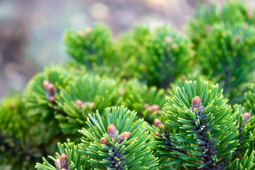 Beautiful texture pine and spruce branches - background, close up