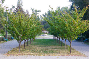 Symmetrical row beautiful trees in park with benches - background, landscape
