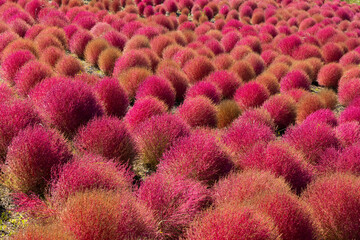 国営ひたち海浜公園のコキア