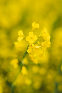 Rapsflower