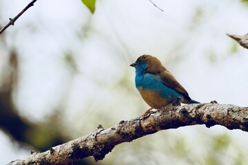 blue waxbill perching fluffed up on windy morning