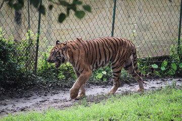 tiger in the zoo