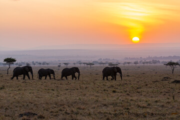 Fototapeta na wymiar Sunrise with tuskers savannah morning