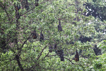 bats on a tree