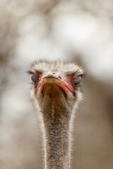 curious ostrich blinking, displaying nictitating membrane or third eyelid