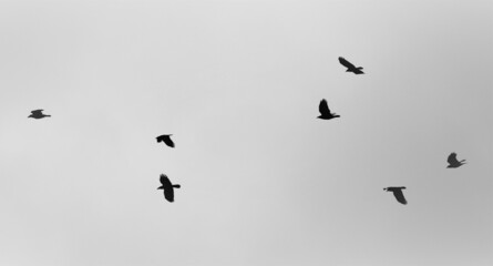 birds in flight