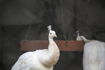 white alpaca in the mountains