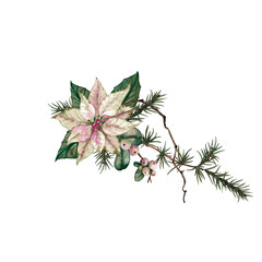 Christmas decorative arrangement of poinsettia white flower, green leaves, fir tree branches, dried twigs and snowberries. Watercolor hand painted isolated element on white background.