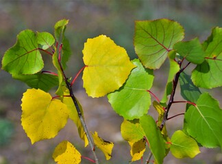 leaves in autumn