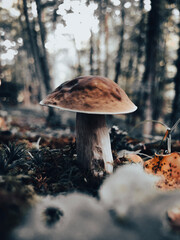 mushrooms in the forest
