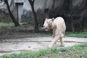 white bengal tiger