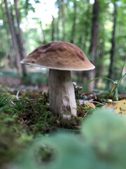 mushroom in the forest