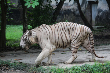 white tiger in the zoo