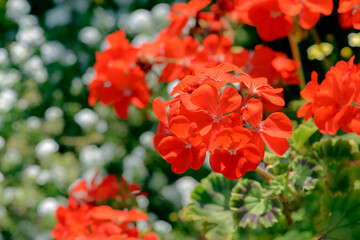 red geranium flowers in garden