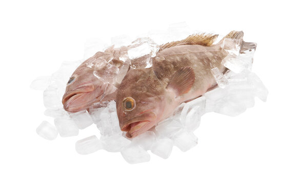 Fresh Red Snapper With Ice On White Background