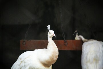 llama with a background