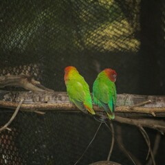 green and yellow macaw