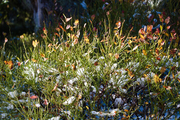 Wild blueberry bush in the autumn, with multicoloured leaves and snow, in the forest - obrazy, fototapety, plakaty
