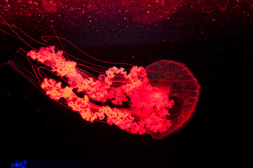 red jellyfish isolated on black background, swirling