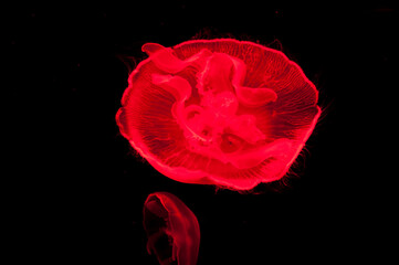 underwater life. aquarium sea jelly swirl. swirling in water. aqua nature background