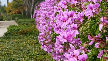 Ornamental garden flowers, home gardening in California, USA. Decorative botanical floriculture. Flora bloom, juicy plant colors.