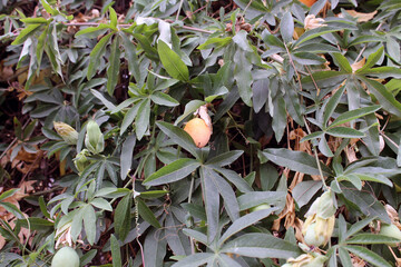 The fruit and buds of purple passionflower on the background of its leaves.Cultivation of rare plants, beautiful decoration of a hedge or fence. A climbing, creeping, wild plant. Natural background.