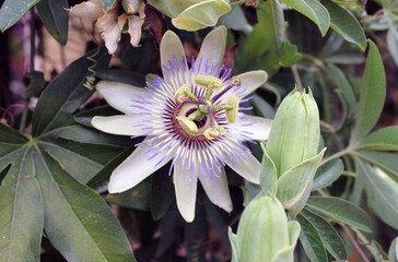 Bright flower and buds of purple passionflower on the background of its leaves. Cultivation of rare plants, beautiful decoration of a hedge or fence. A climbing, wild plant. Natural background.