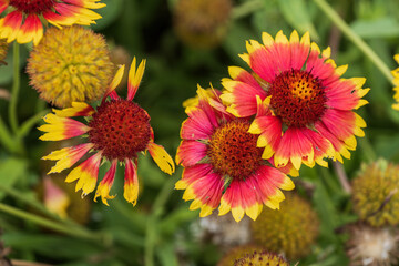 Great Blanket Flower Gaillardia Aristata