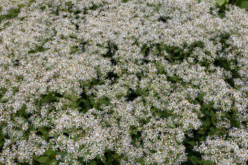 White Wood Aster Flowers Eurybia Divaricata - 465026455