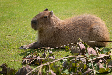 Naklejka na ściany i meble Capybara Hydrochoerus Hydrochaeris