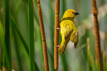 Masked-Weaver sitting on bamboo South Africa