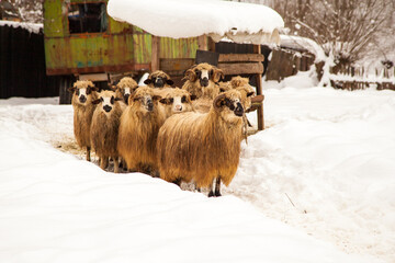 Sheep on pasture in winter
