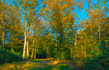 Foliage of trees in a forest in autumn leaf colors in bright sunlight in autumn, Baarn, Lage Vuursche, Utrecht, The Netherlands, October 24, 2021
