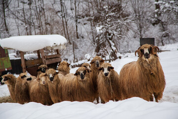 Sheep in winter