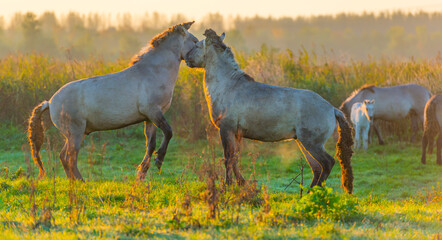 Playful horses in a field in wetland in bright sunlight at sunrise in autumn, Almere, Flevoland, The Netherlands, October 24, 2021