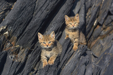 Two kittens sit on the background of black rocks. A series of photos with kittens. - 465027450