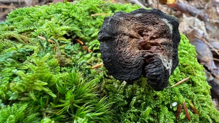 Black Mushroom in Green Wood Moss