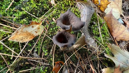 Black Trumpet Mushrooms Among Fallen Leaves