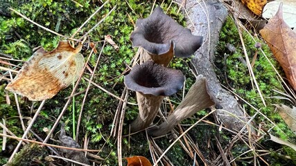 Black Trumpets in Autumn Ground Cover