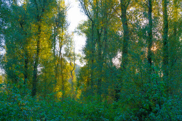 Foliage of a forest in wetland in autumn leaf colors in bright sunlight at sunrise in autumn, Almere, Flevoland, The Netherlands, October 24, 2021