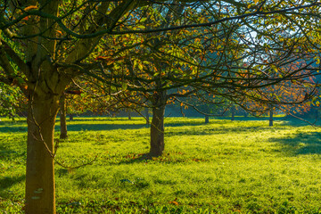 Naklejka premium Foliage of trees in a grassy field in autumn leaf colors in bright sunlight at sunrise in autumn, Almere, Flevoland, The Netherlands, October 24, 2021