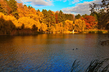 Fototapeta premium autumn in the forest