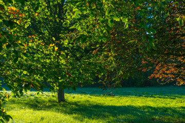 Foliage of trees in a grassy field in autumn leaf colors in bright sunlight at sunrise in autumn, Almere, Flevoland, The Netherlands, October 24, 2021