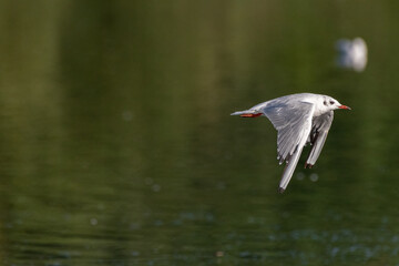 Black-Headed Gulls. Non breeding adult Black Headed Gull
