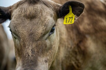 Close up of cows in the field, Angus and Murray Grey beef Cattle eating long pasture in spring and...